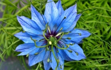 Ecco 10 cibi blu, il colore trendy del 2020