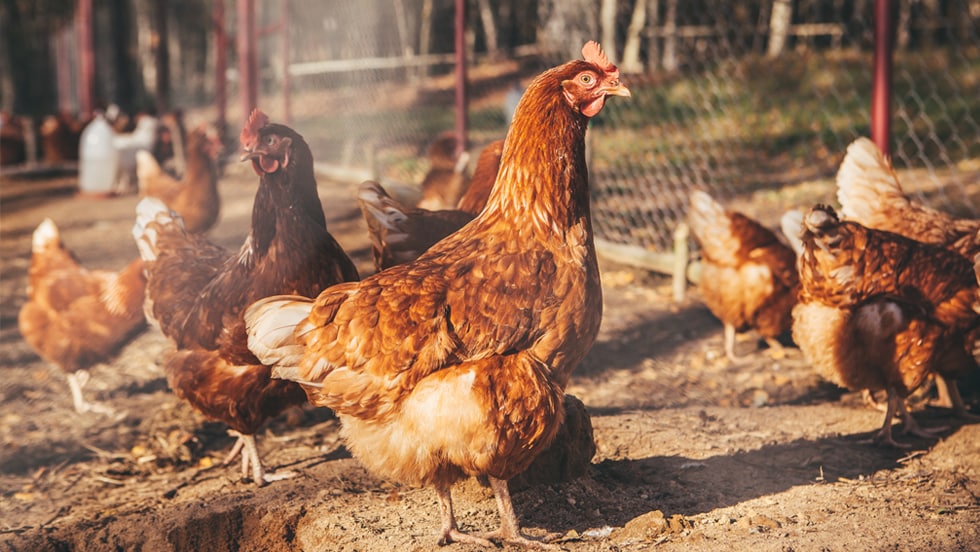 Galline in fuga (dalle gabbie): quante sono davvero quelle “allevate a terra” e il primato di Barilla