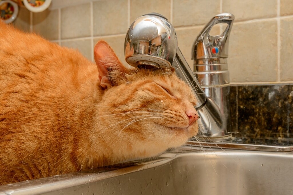Forma di gatto divertente RISO Stampo con arrostito alghe stampatori cucina fai da te Strumento Set 