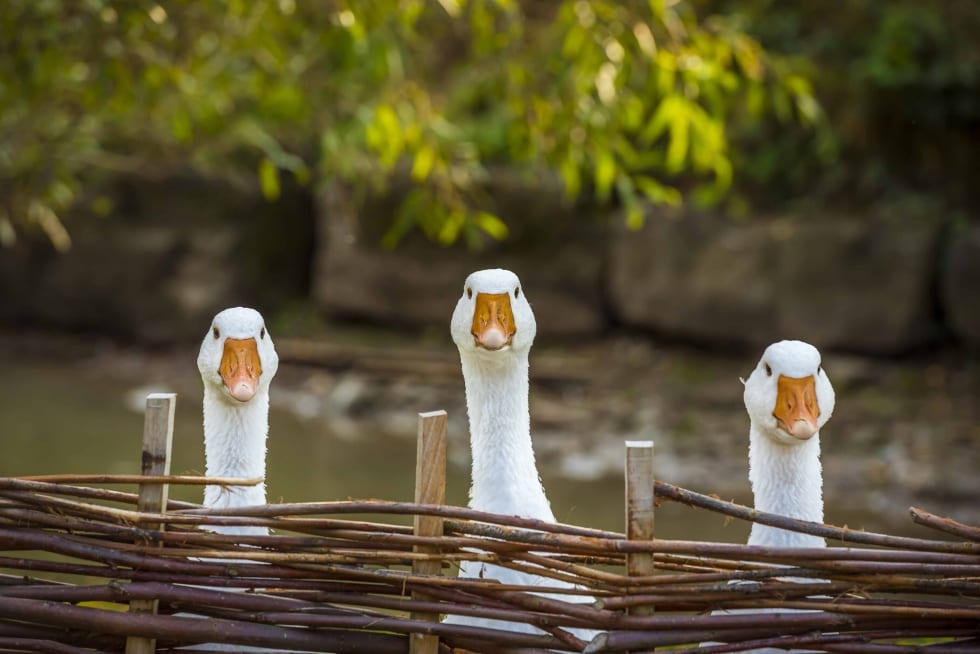 Via il foie gras dagli scaffali dei supermercati in Italia