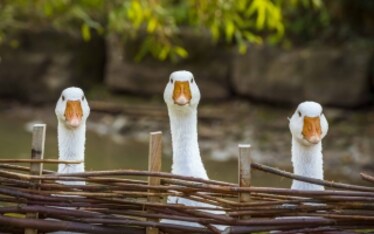 Via il foie gras dagli scaffali dei supermercati in Italia