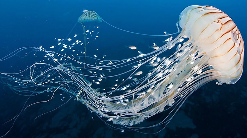 Le meduse faranno parte della nostra dieta?