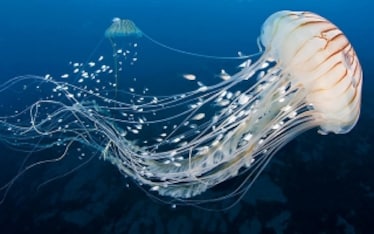 Le meduse faranno parte della nostra dieta?