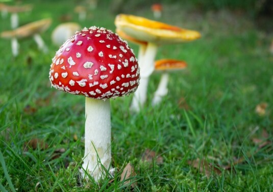 Ecco i cibi che possono fare male: dalla liquirizia ai fagioli