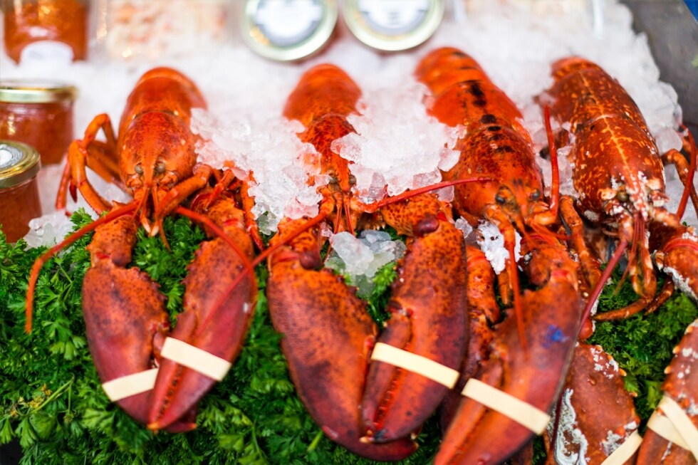 UK vicino al divieto di cottura delle aragoste vive. Crostacei e molluschi fra gli animali senzienti