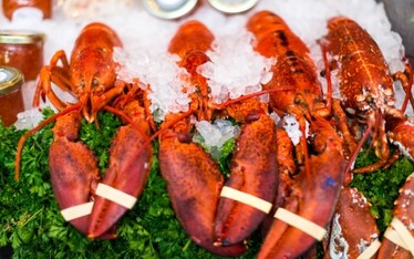 UK vicino al divieto di cottura delle aragoste vive. Crostacei e molluschi fra gli animali senzienti
