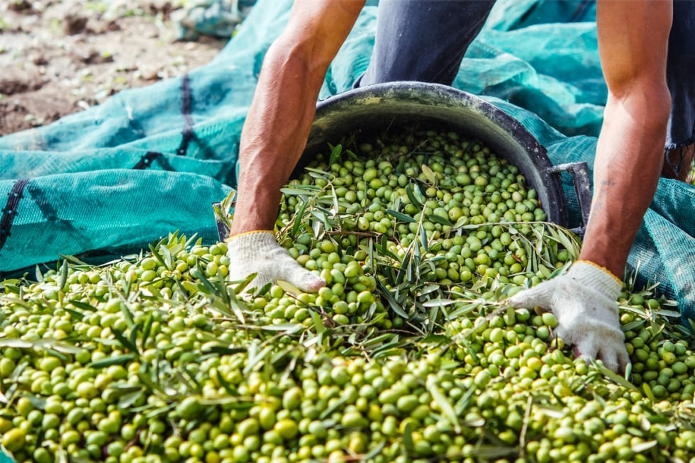 Olio d'oliva, elisir di lunga vita...anche per il cervello