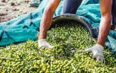 Olio d'oliva, elisir di lunga vita...anche per il cervello