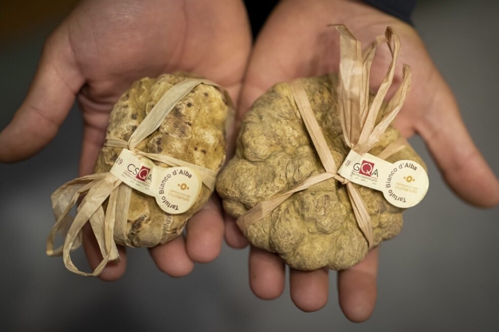 Fiera Internazionale del Tartufo Bianco d'Alba: alla scoperta di un'eccellenza italiana