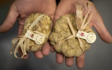Fiera Internazionale del Tartufo Bianco d'Alba: alla scoperta di un'eccellenza italiana