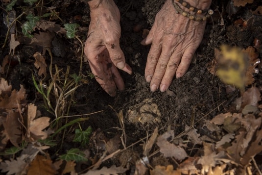 Fiera Internazionale del Tartufo Bianco d'Alba: alla scoperta di un'eccellenza italiana