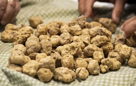 Fiera Internazionale del Tartufo Bianco d'Alba: alla scoperta di un'eccellenza italiana
