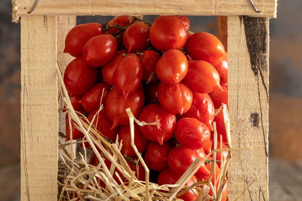 Pomodorini del Piennolo del Vesuvio DOP, quali sono e come si usano in cucina