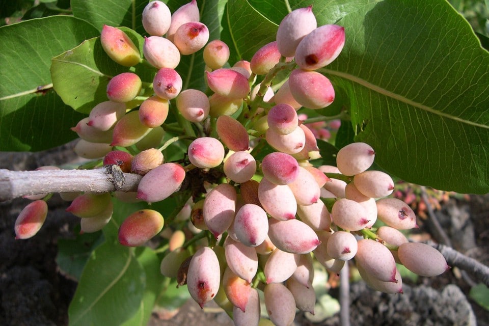 Il pistacchio di Bronte, l’oro verde che cresce in un solo posto nel mondo