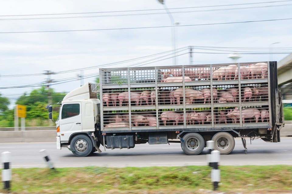Maiali, mucche, galline: le regole del ministero per i trasporti se la temperatura supera i 30 gradi