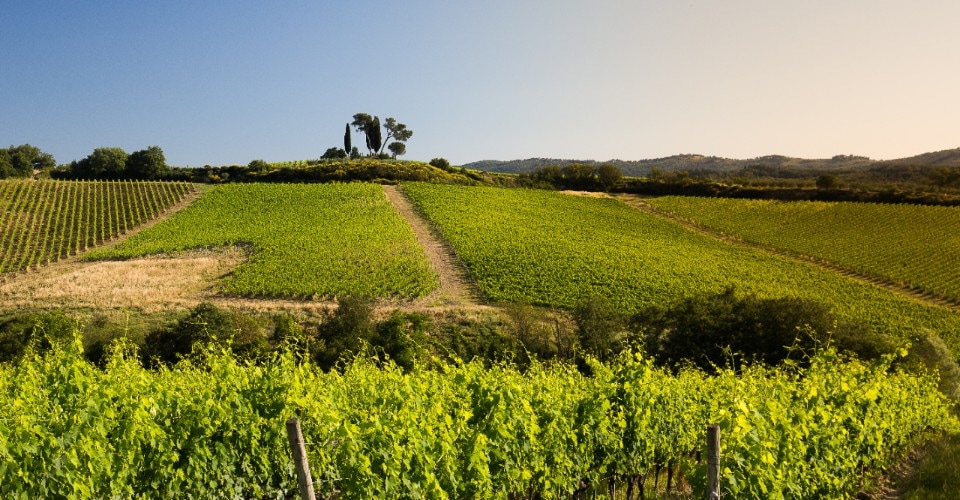 Storie di vino e di famiglia: i 140 anni delle Tenute Piccini