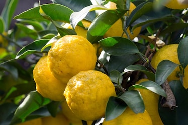 Cos’è lo yuzu, come si usa, dove si compra: 5 risposte per conoscere questo frutto