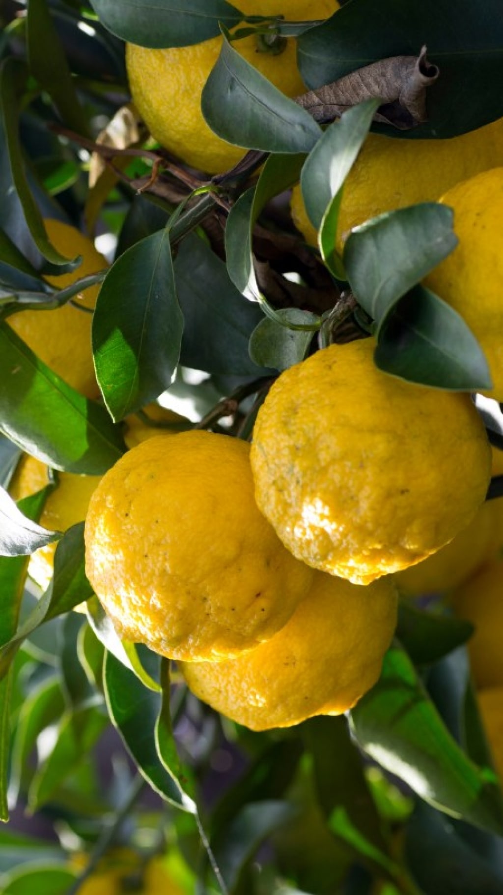 Cos’è lo yuzu, come si usa, dove si compra: 5 risposte per conoscere questo frutto