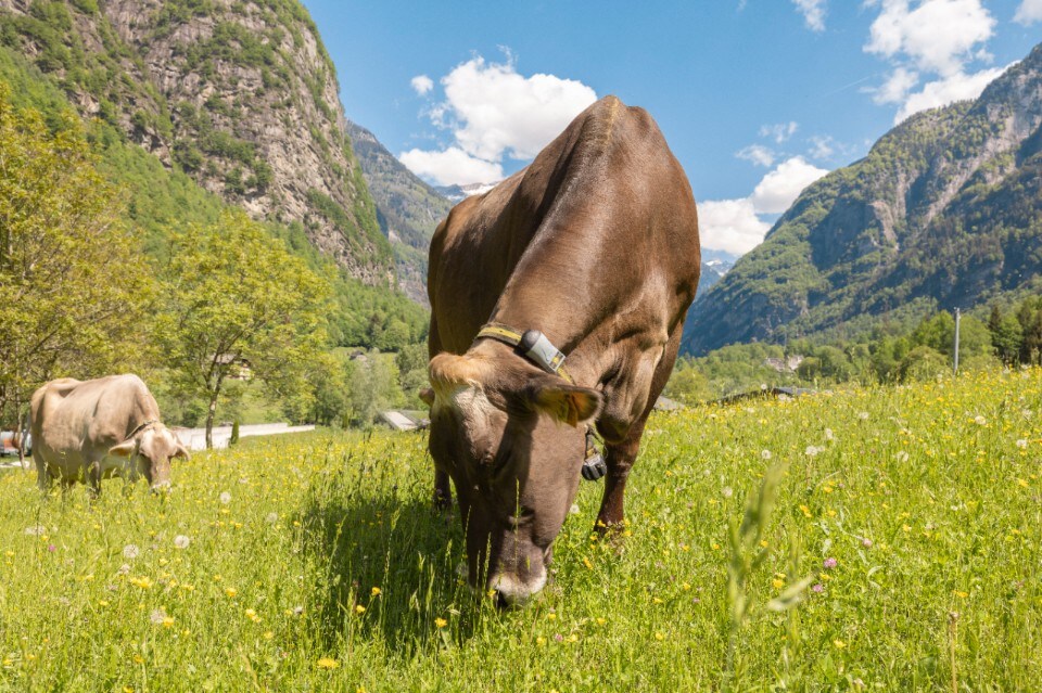 Ossolano DOP: il tesoro dell’Alto Piemonte da scoprire