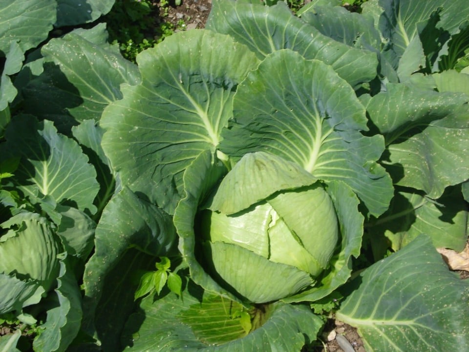 Alla scoperta del cjapût, il cavolo cappuccio risorto in Alta Carnia