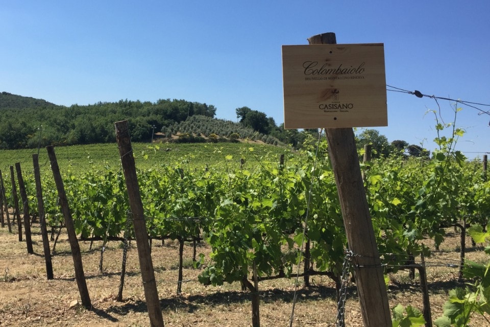 Brunello di Casisano