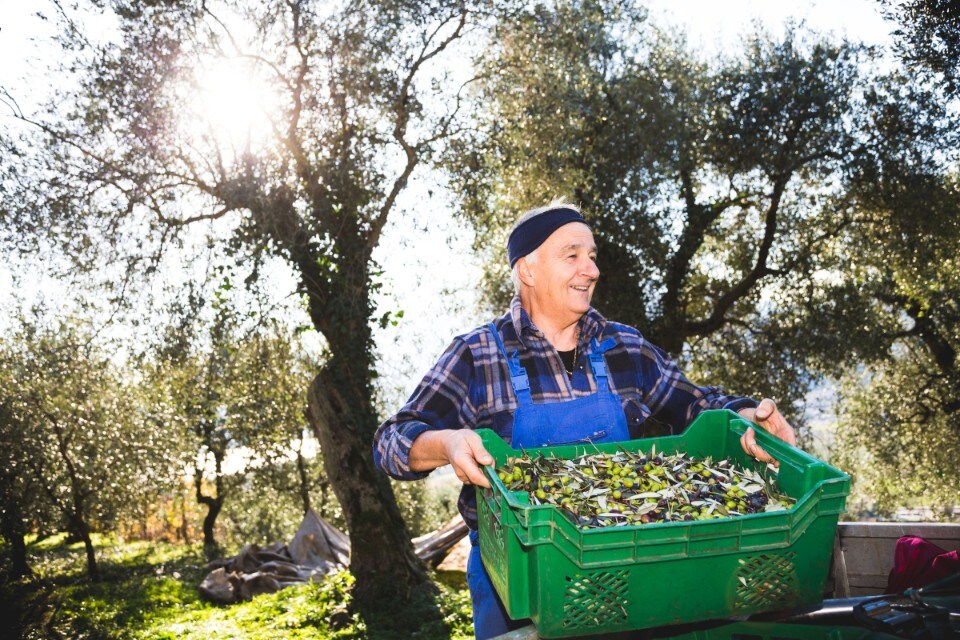 Cosa fare in Trentino in autunno tra desmontegade, vendemmia e buona tavola