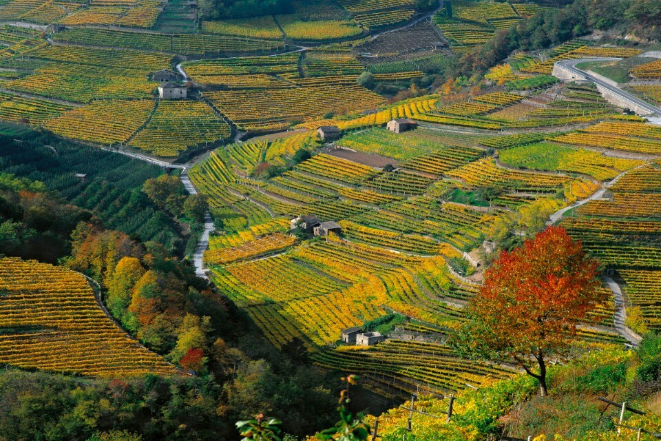 I vitigni resistenti del Trentino: bere bene all’insegna della sostenibilità