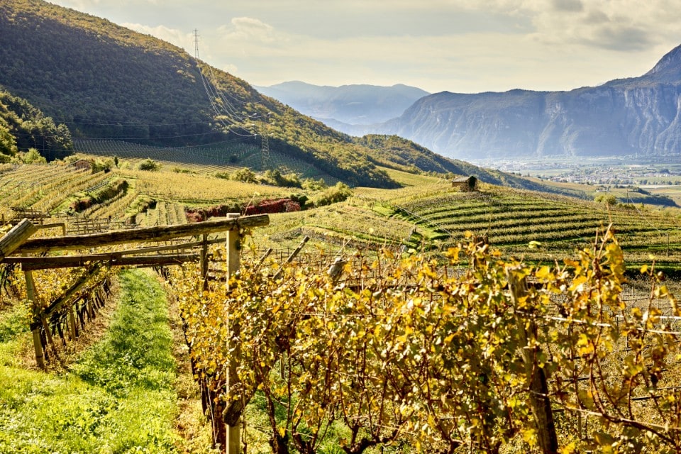 I vitigni resistenti del Trentino: bere bene all’insegna della sostenibilità