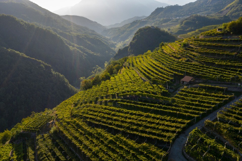 I vitigni resistenti del Trentino: bere bene all’insegna della sostenibilità