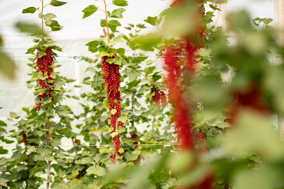 ribes