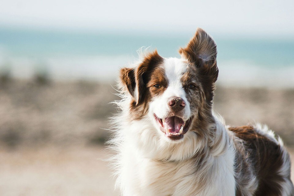6 alimenti che il tuo cane non deve mangiare