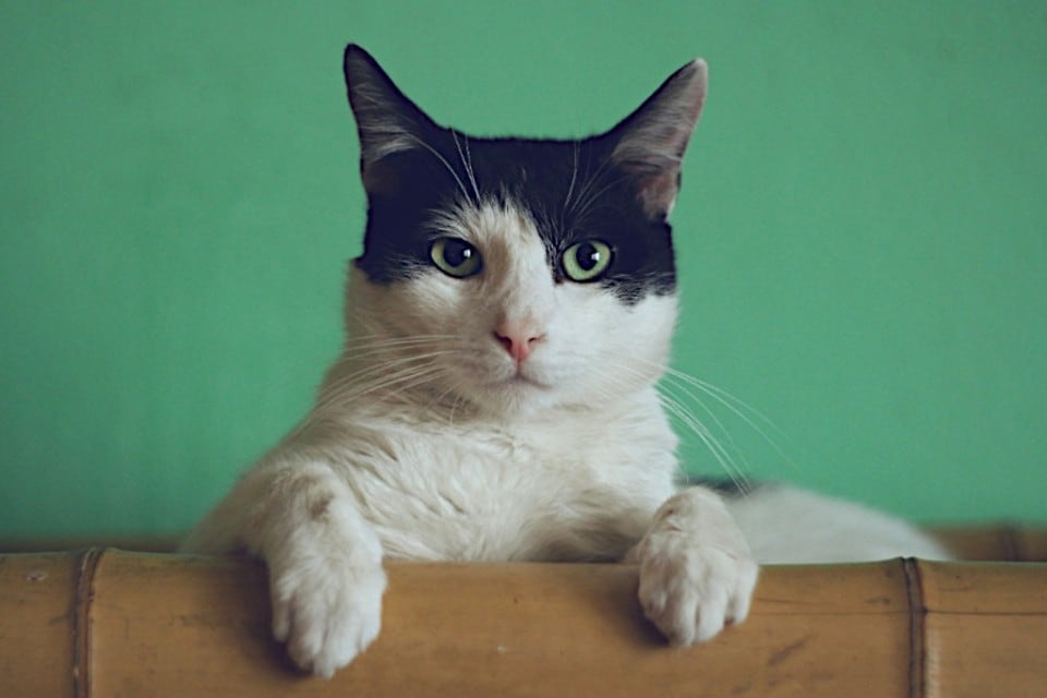 Le esigenze nutrizionali del gatto in base all'età e al suo stile di vita