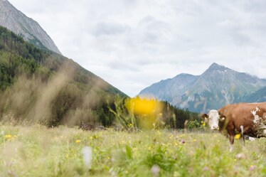 Arrivano le Giornate dello Yogurt a Vipiteno, degustazioni, picnic e visite guidate tra le montagne dell'Alto Adige
