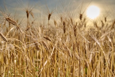 Il grano Kamut, un cereale antico che unisce gusto e benessere