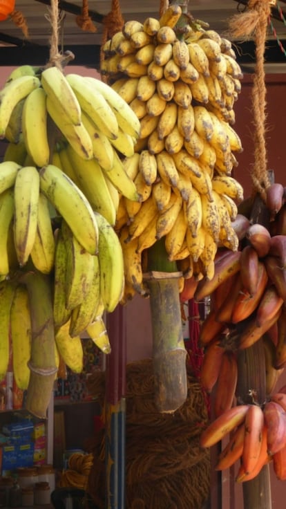 Quante banane esistono davvero? Varietà, differenze e come usarle in cucina