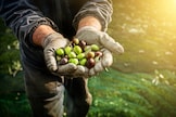 Ecco perché i noccioli di oliva potrebbero aiutarci a combattere il caldo