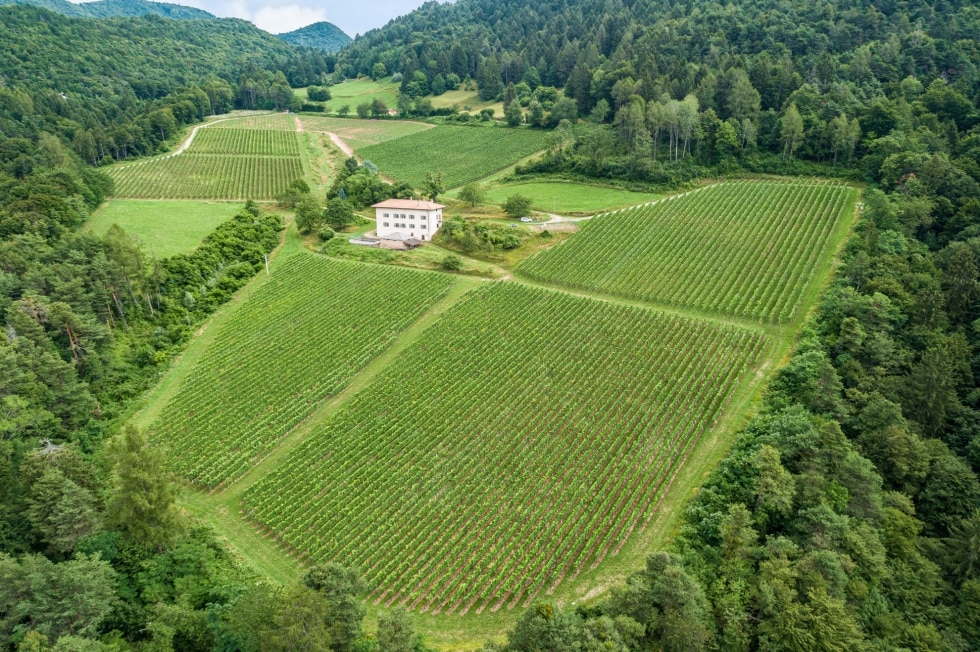 Gewürztraminer