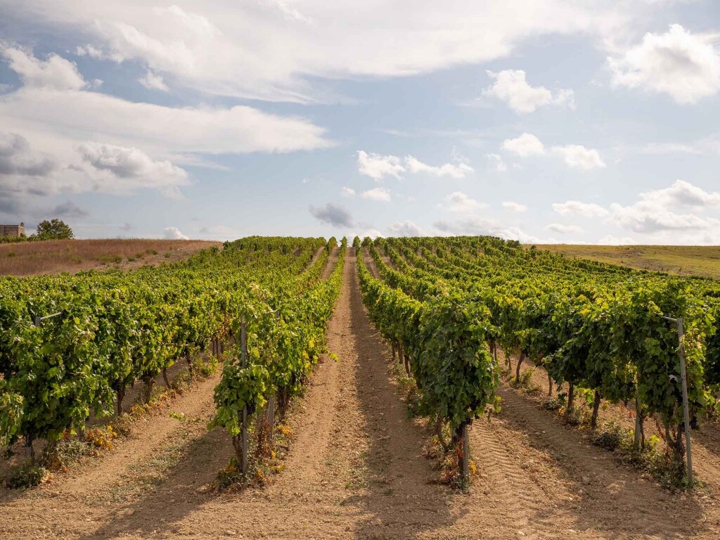 Primitivo ricetta Primitivo