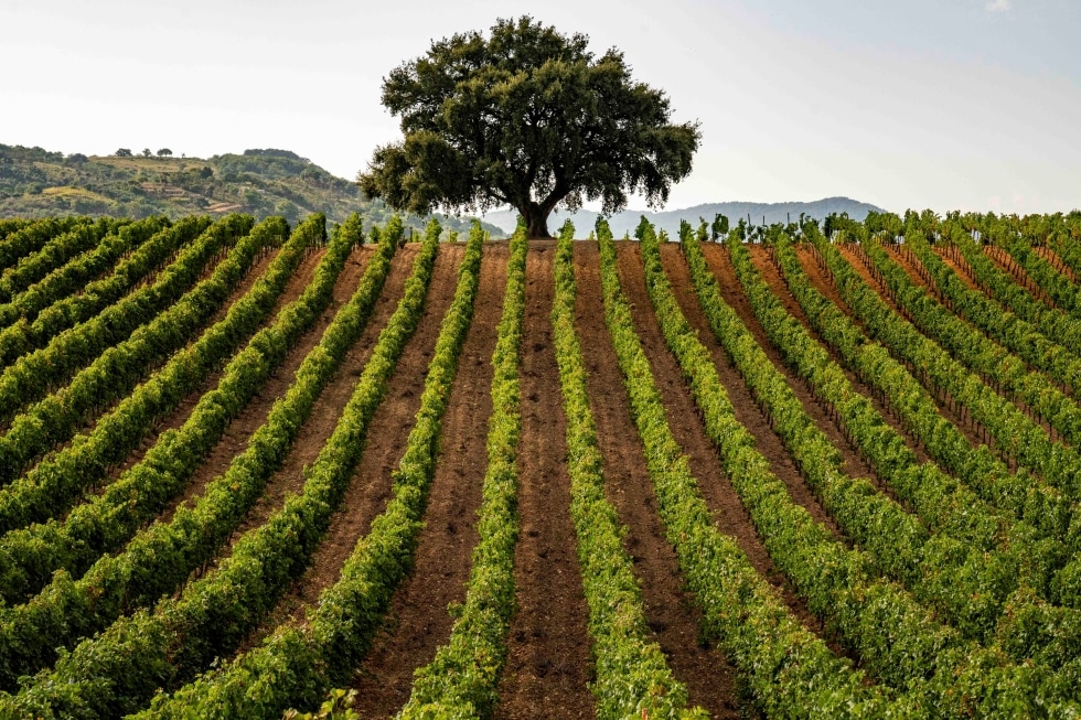 Nero d'Avola