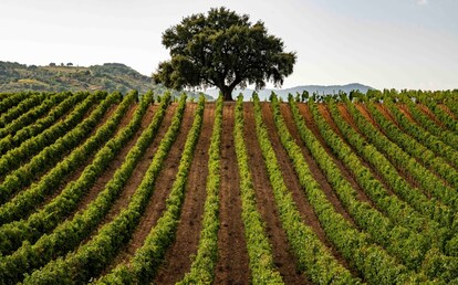 Nero d'Avola