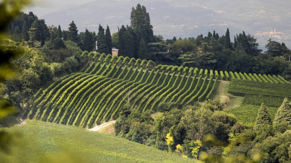 Bardolino e Chiaretto di Bardolino