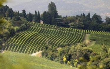 Bardolino e Chiaretto di Bardolino