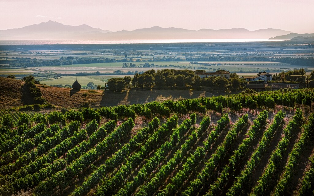 Sangiovese