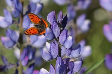 Gli impollinatori, indispensabili alleati di cui non possiamo fare a meno