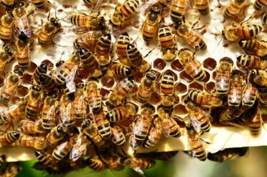 Ripartiamo dalle api: ecco perché ci insegnano a essere migliori