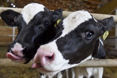 Sai che se le mucche mangiano le alghe, inquinano meno? Ecco come funziona