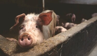 Il problema della produzione della carne e il coronavirus