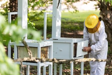 Le api del Cucchiaio d'Argento: ecco perché abbiamo 80.000 nuove amiche