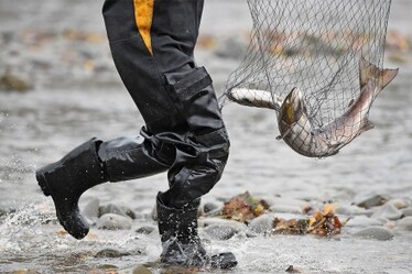 Pescato o allevato, purché sia sano. Ecco come deve essere il pesce sostenibile
