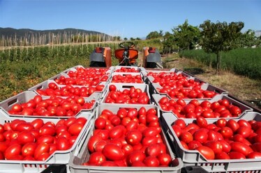 "L’impero dell’oro rosso", stasera su Rai Due un documentario dedicato al pomodoro
